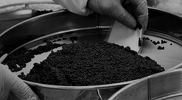 Création du caviar